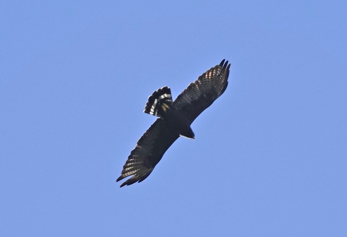 Zone-tailed Hawk - ML642605075