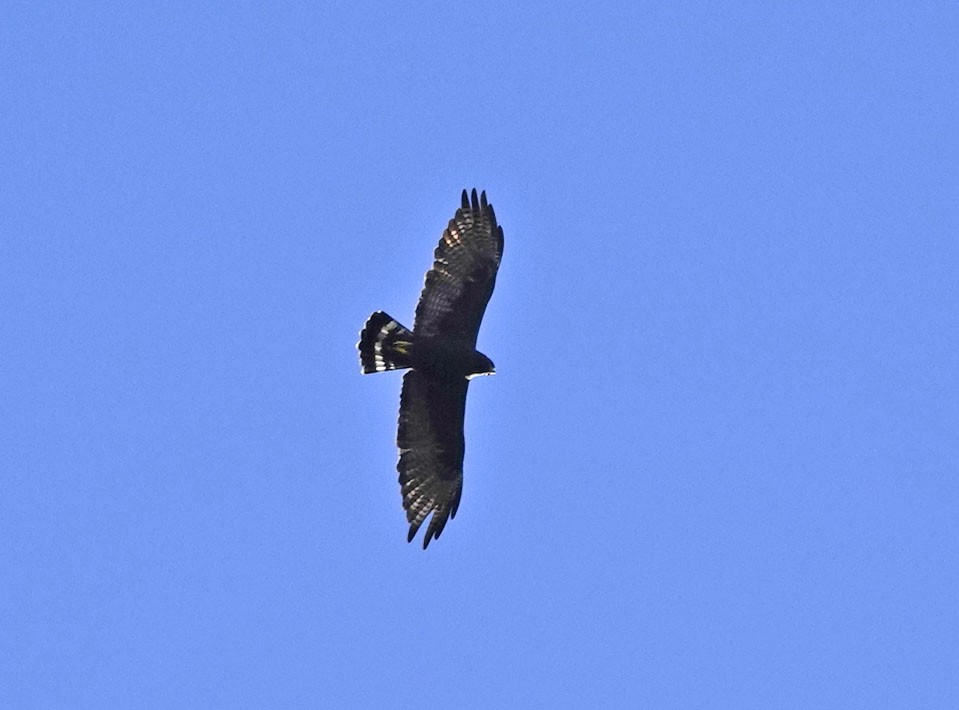 Zone-tailed Hawk - ML642605082