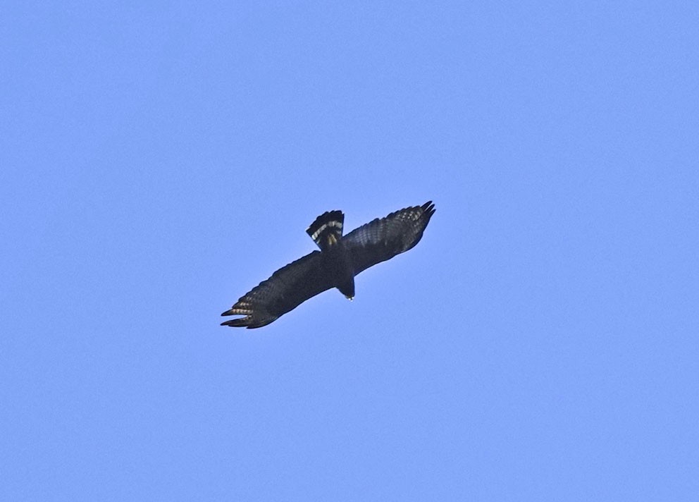 Zone-tailed Hawk - ML642605083