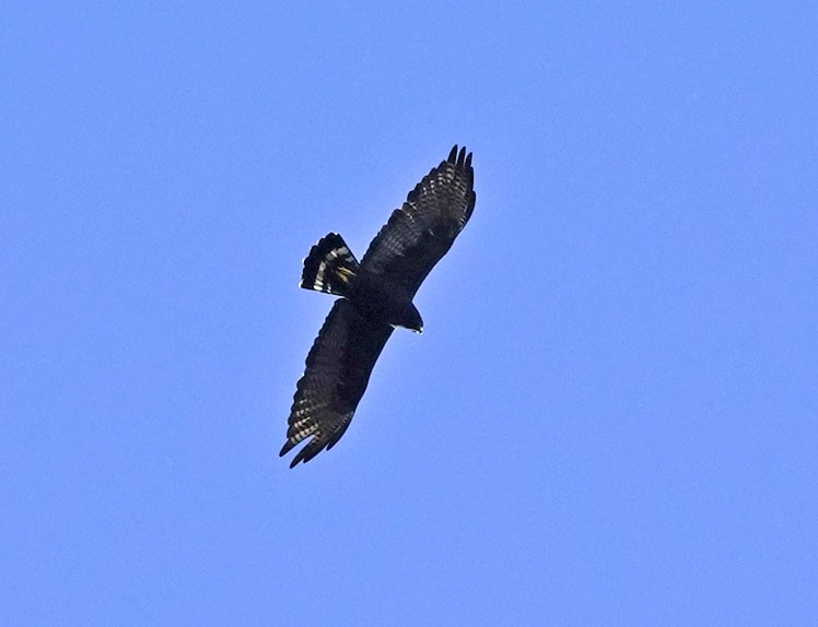 Zone-tailed Hawk - ML642605084