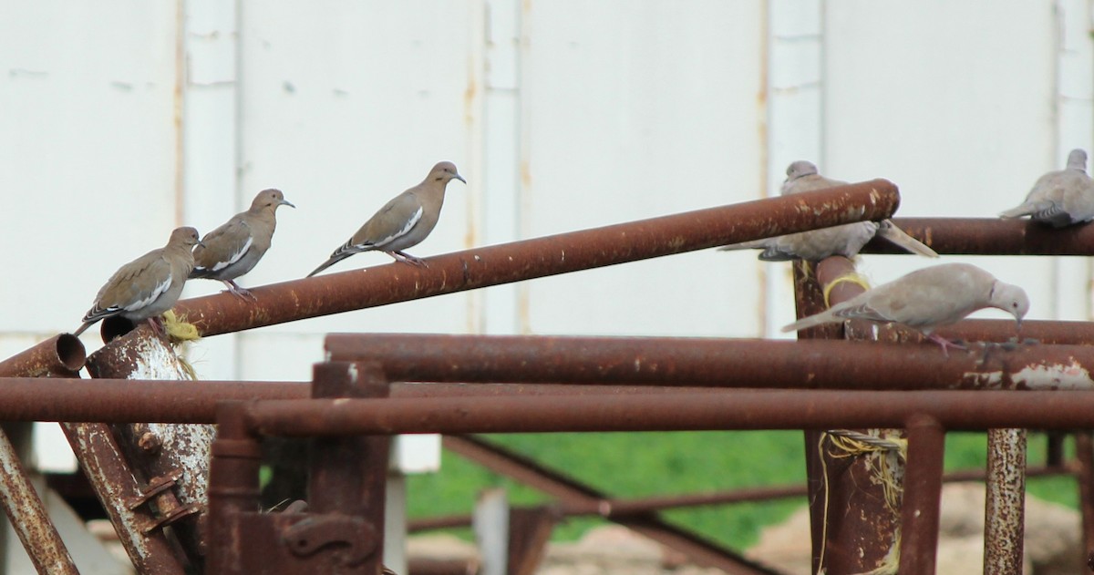 White-winged Dove - ML642605088