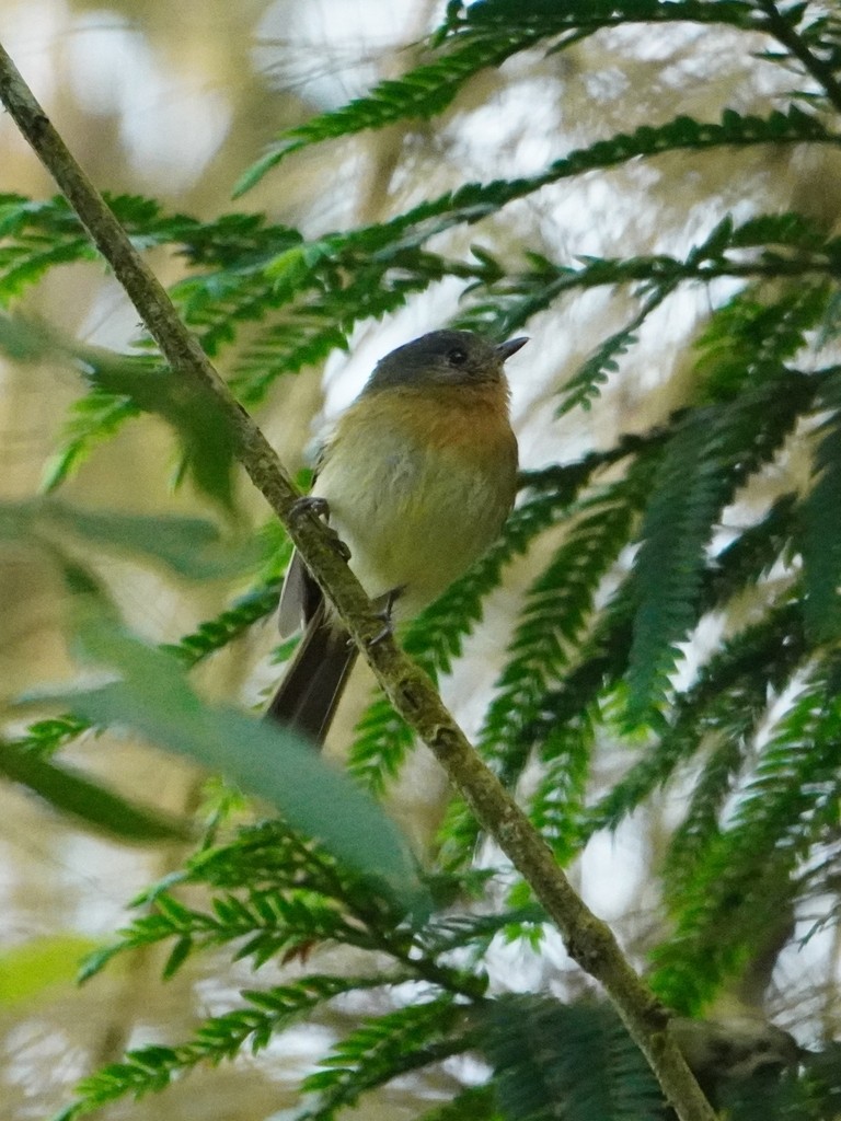 Rufous-breasted Flycatcher - ML642605095