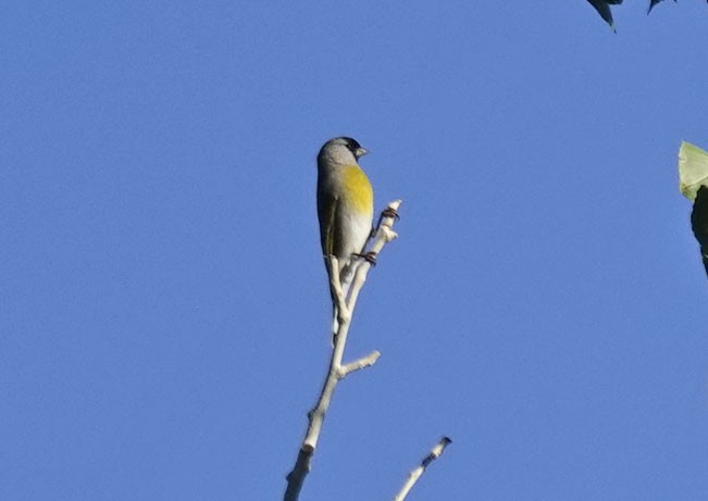 Lawrence's Goldfinch - ML642605114