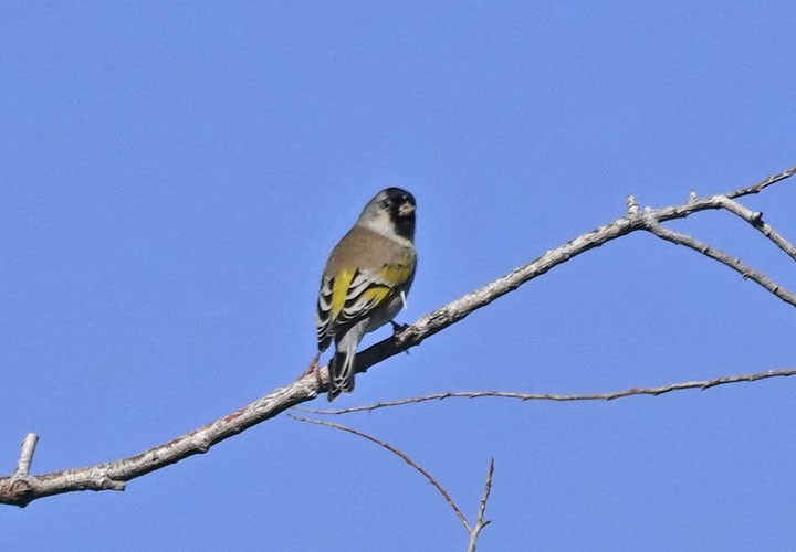 Lawrence's Goldfinch - ML642605115