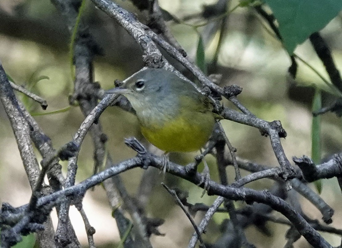 MacGillivray's Warbler - ML642605126