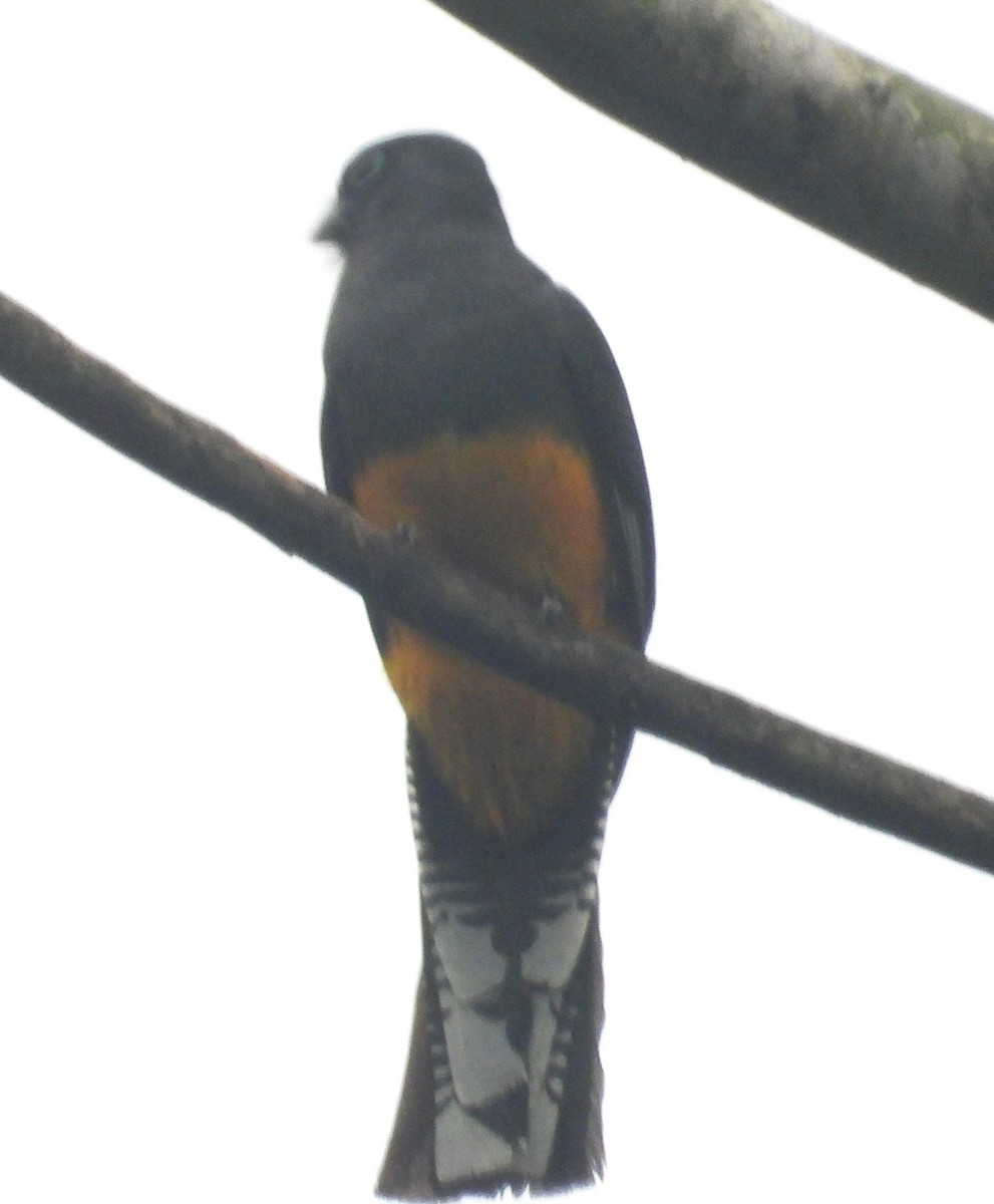 Green-backed Trogon - ML642605151