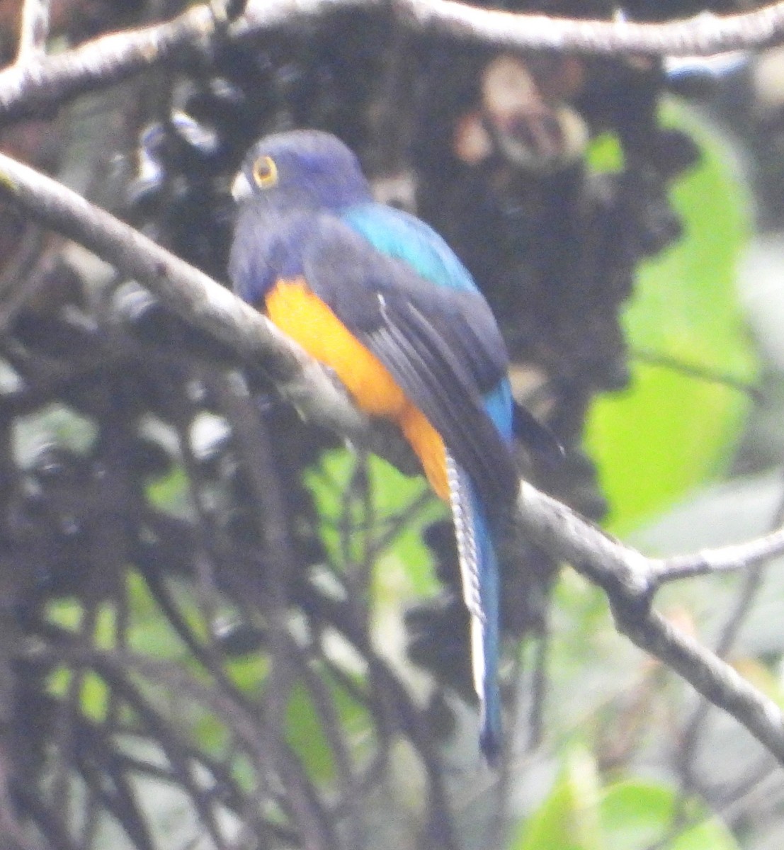 Green-backed Trogon - ML642605152