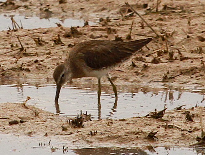 Short-billed/Long-billed Dowitcher - ML642605179