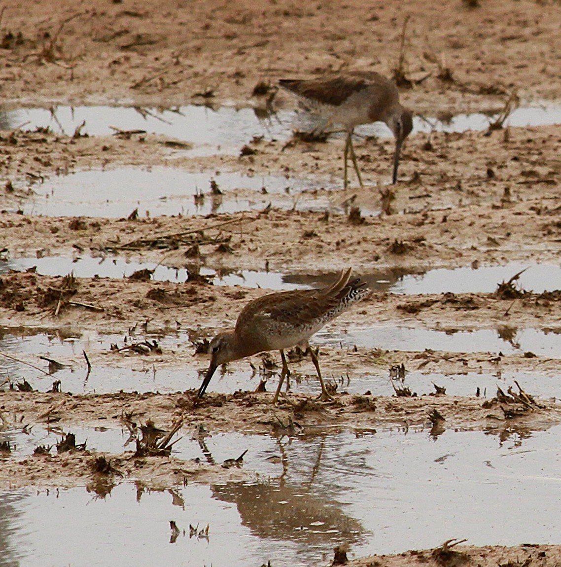 Short-billed/Long-billed Dowitcher - ML642605180