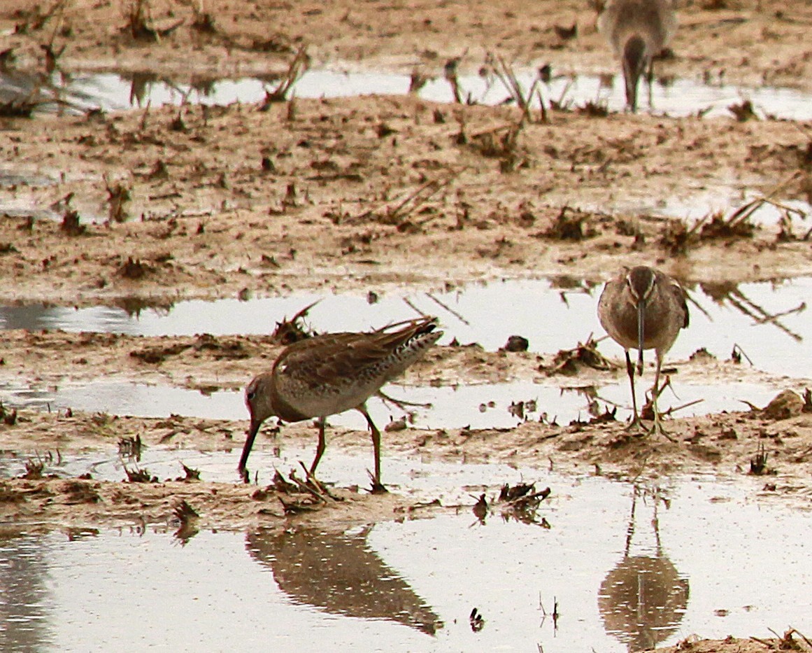 Short-billed/Long-billed Dowitcher - ML642605181