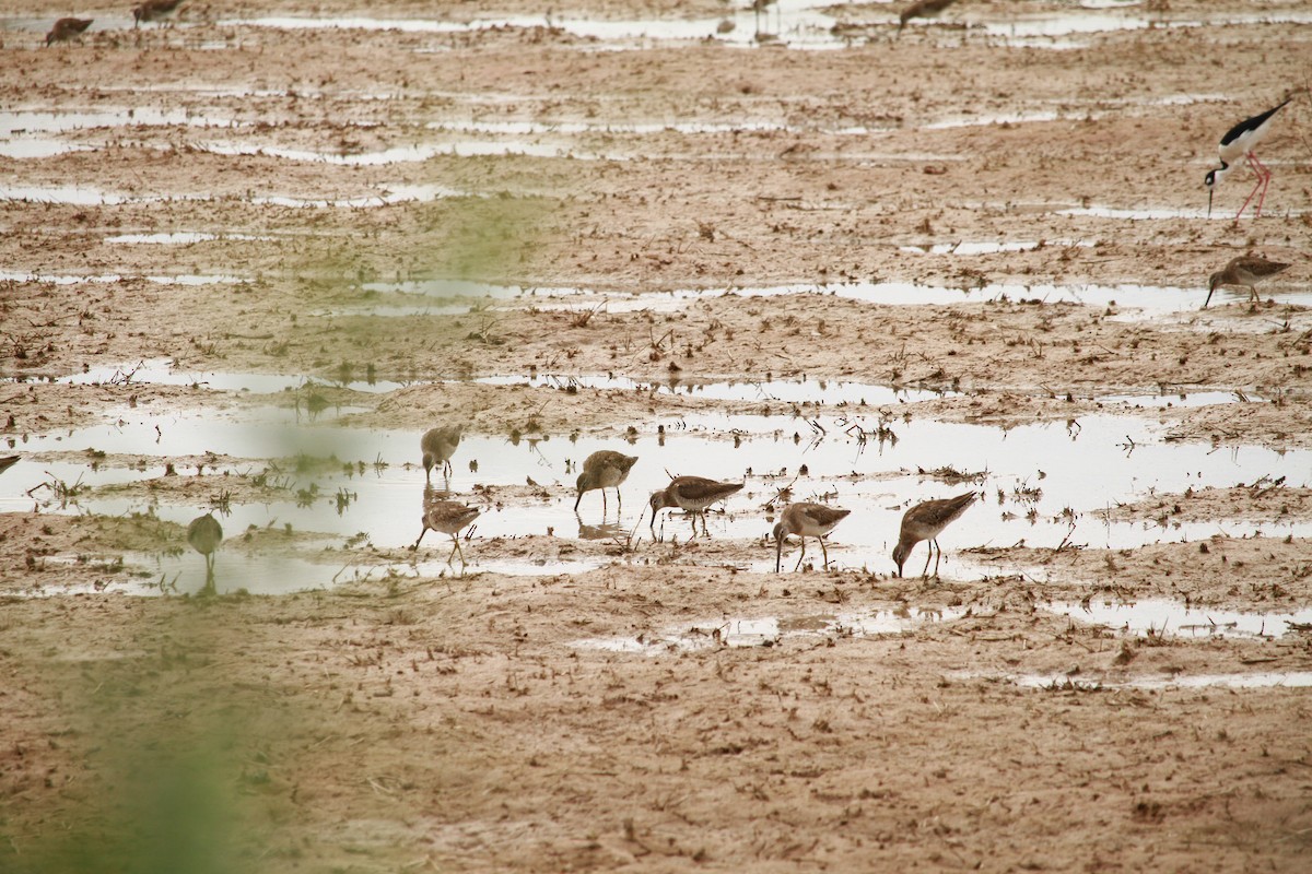 Short-billed/Long-billed Dowitcher - ML642605182