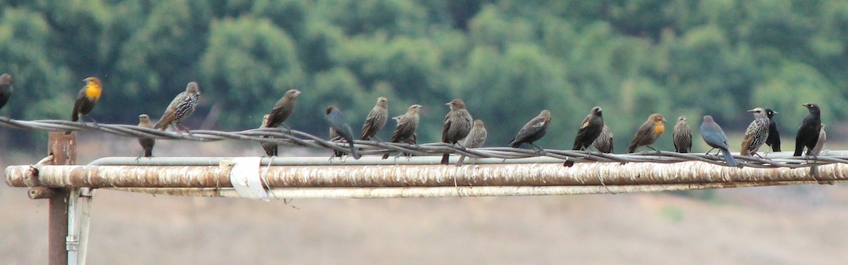 Yellow-headed Blackbird - ML642605203