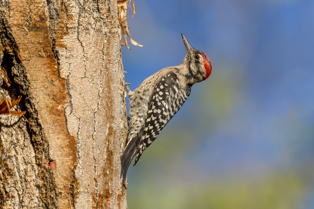 Ladder-backed Woodpecker - ML642605235