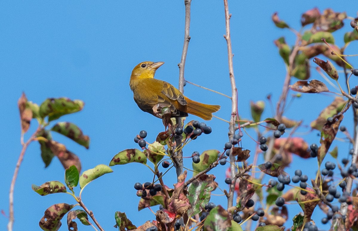 להבית אדומה - ML642605236