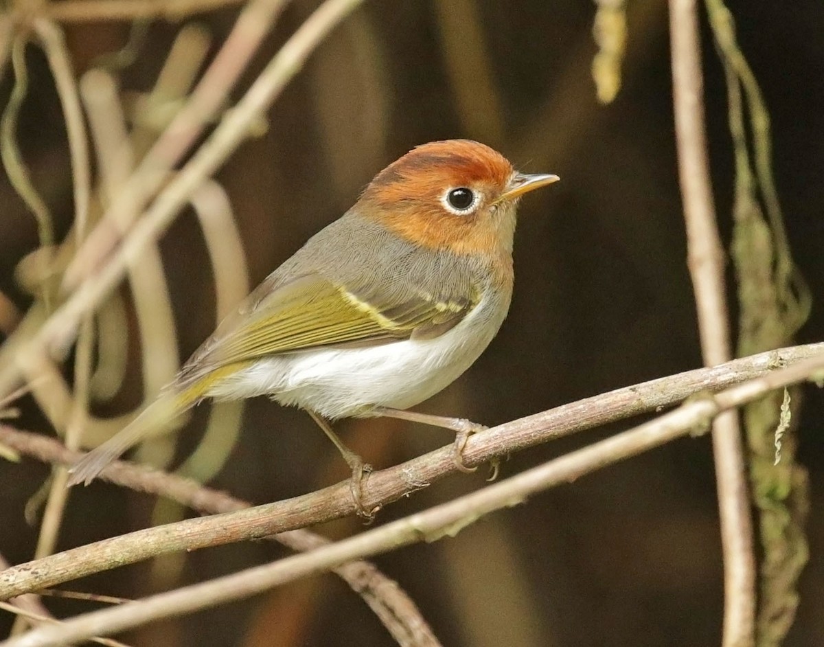 Sunda Warbler - ML642605241