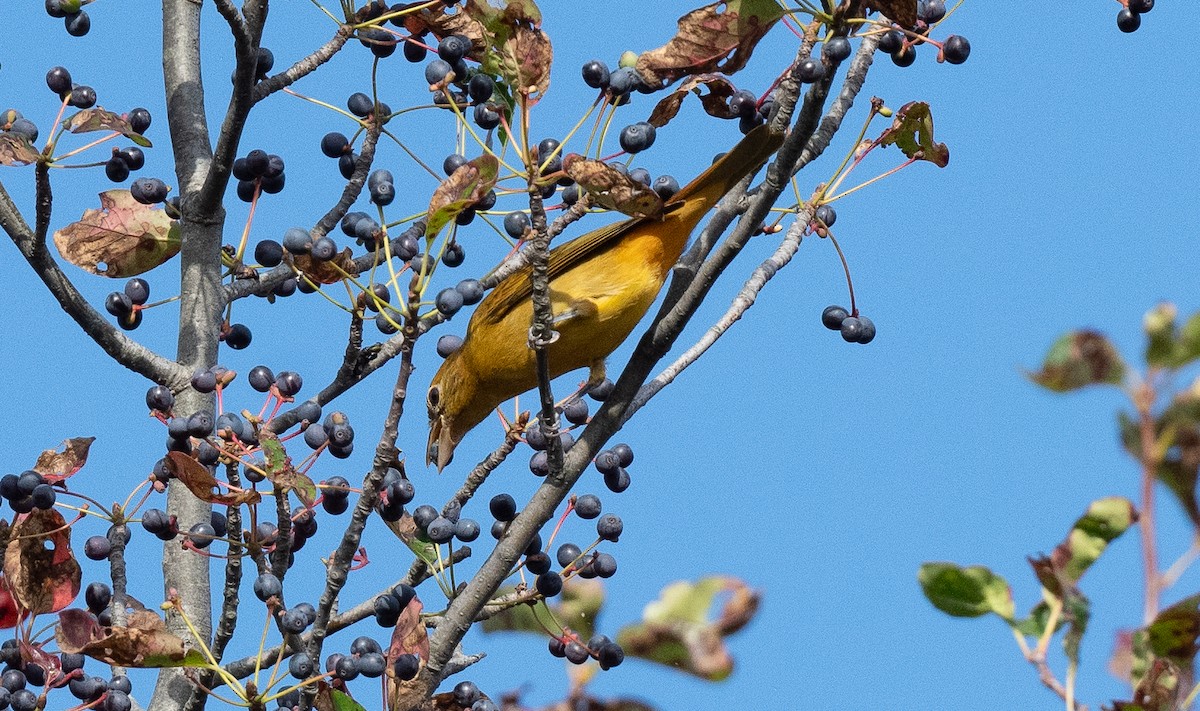 להבית אדומה - ML642605247