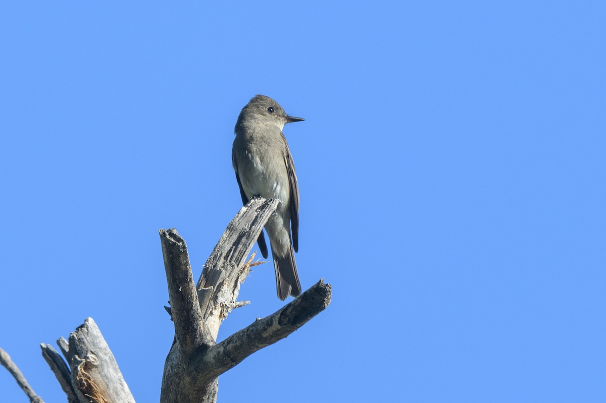 Western Wood-Pewee - ML642605254