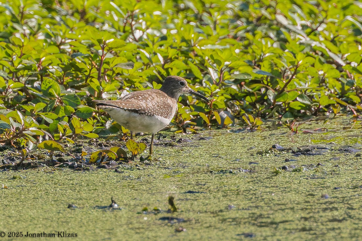 Solitary Sandpiper - ML642605262