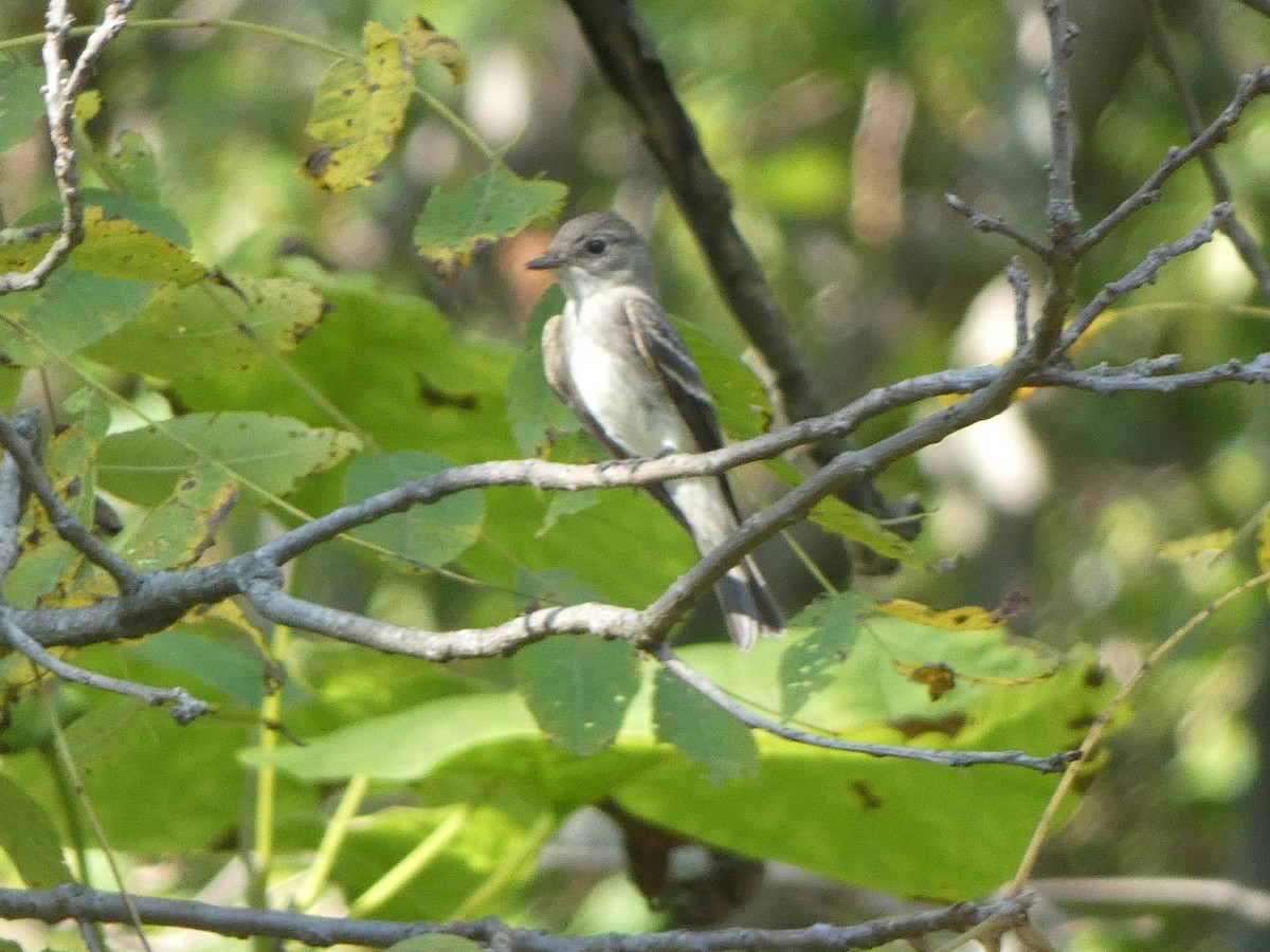 モリタイランチョウ - ML642605272