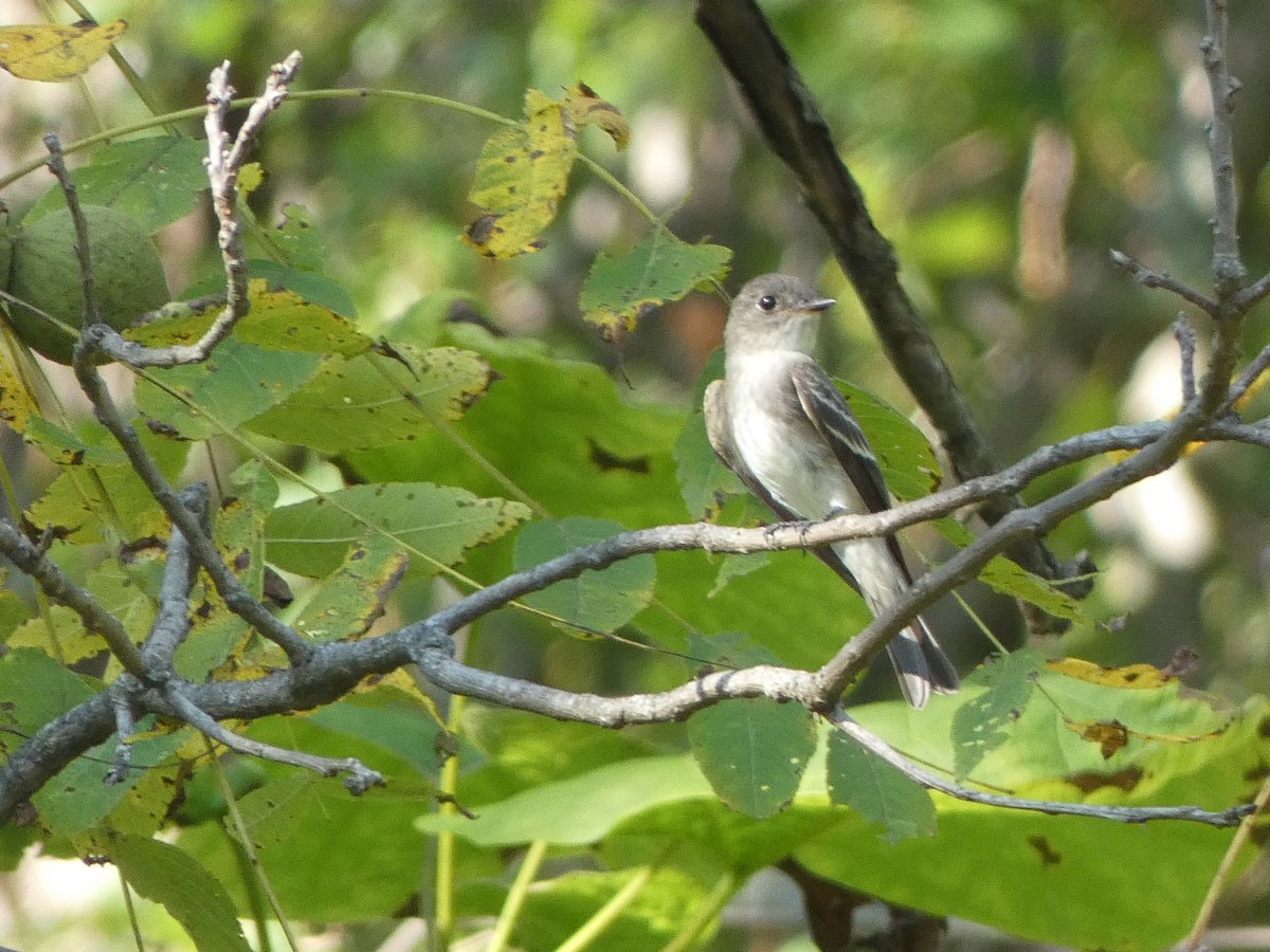 モリタイランチョウ - ML642605273