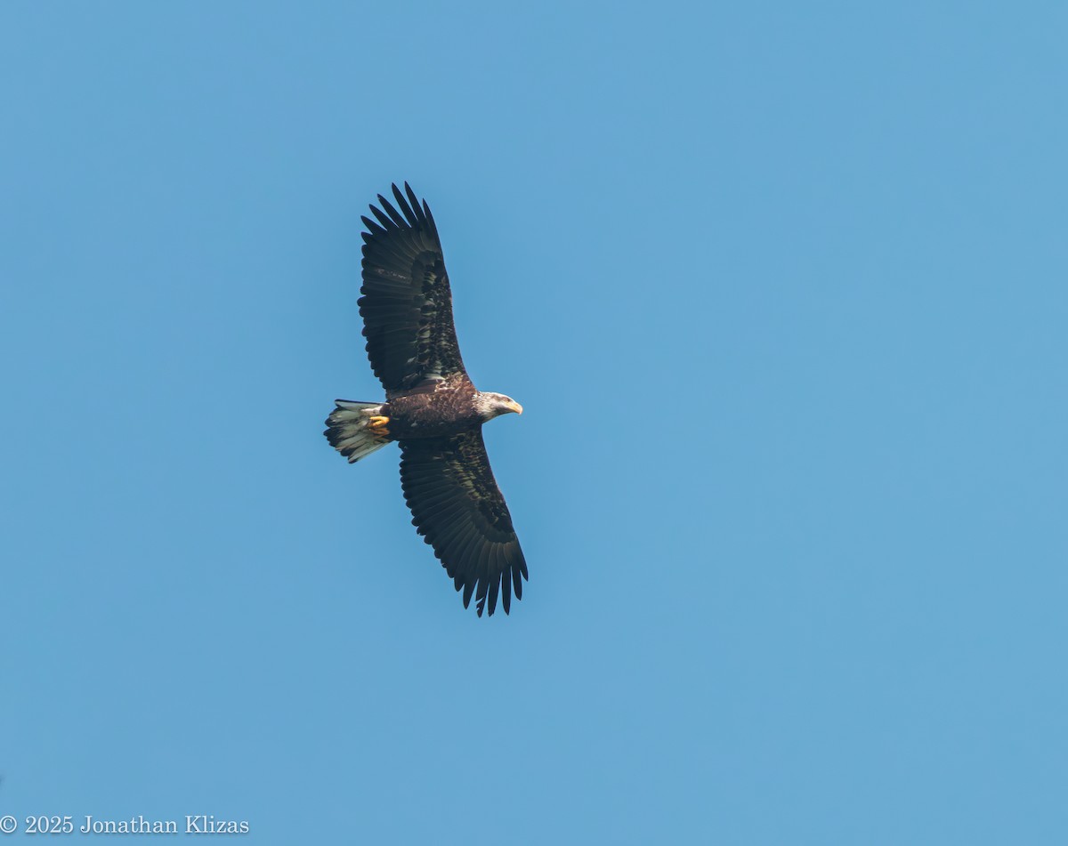 Bald Eagle - ML642605277