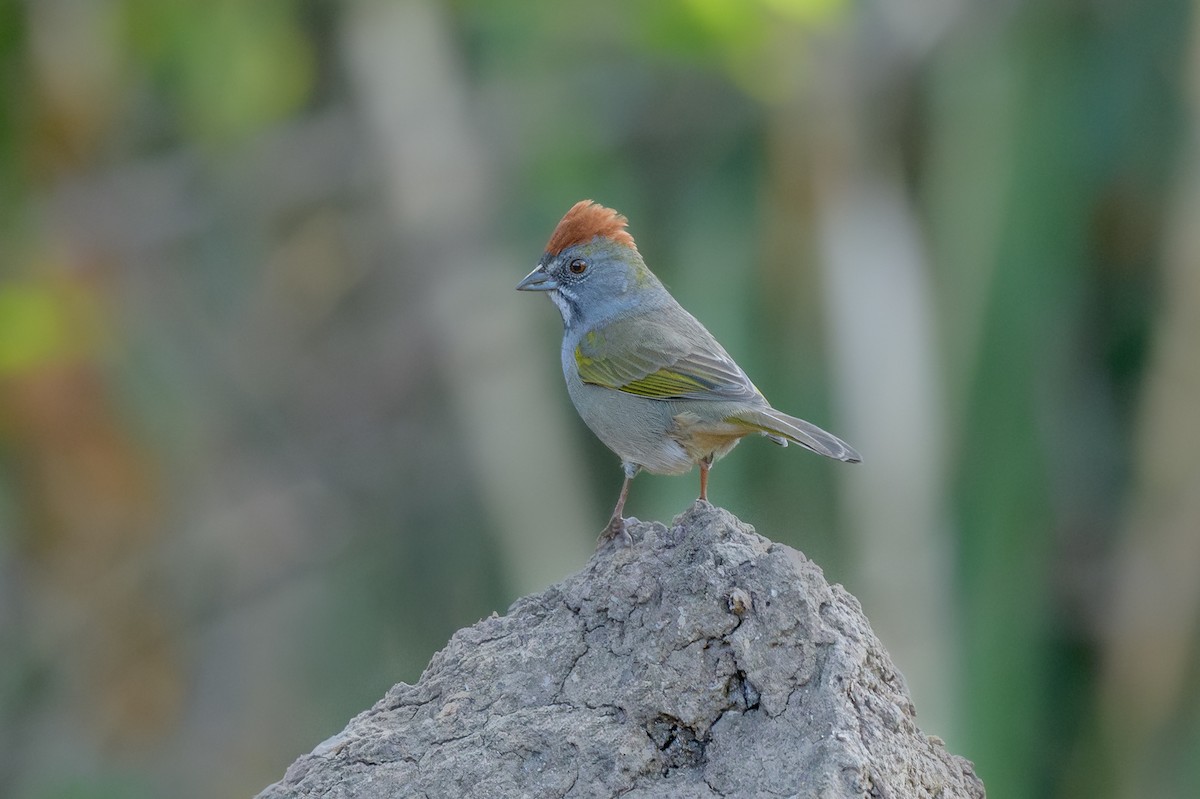 Green-tailed Towhee - ML642605279