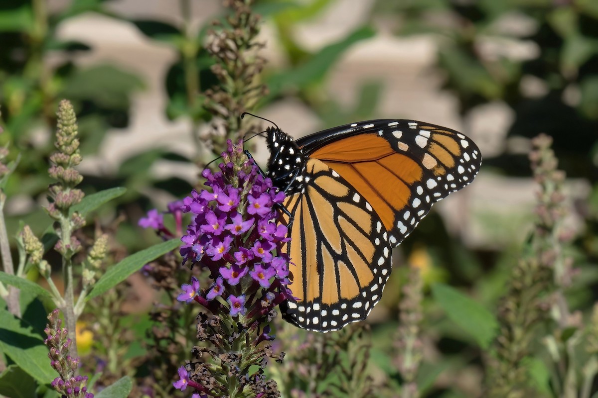 Migratory Monarch - ML642605282