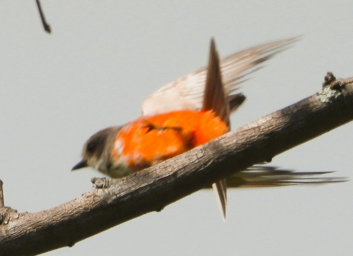 passerine sp. - ML642605302