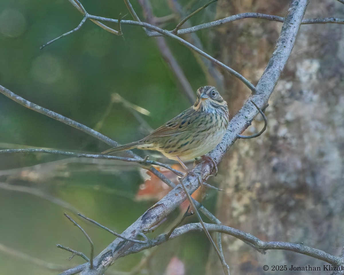 Lincoln's Sparrow - ML642605303