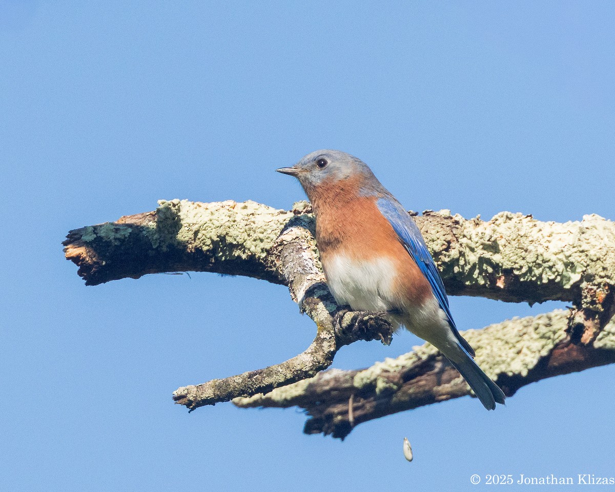 Eastern Bluebird - ML642605318