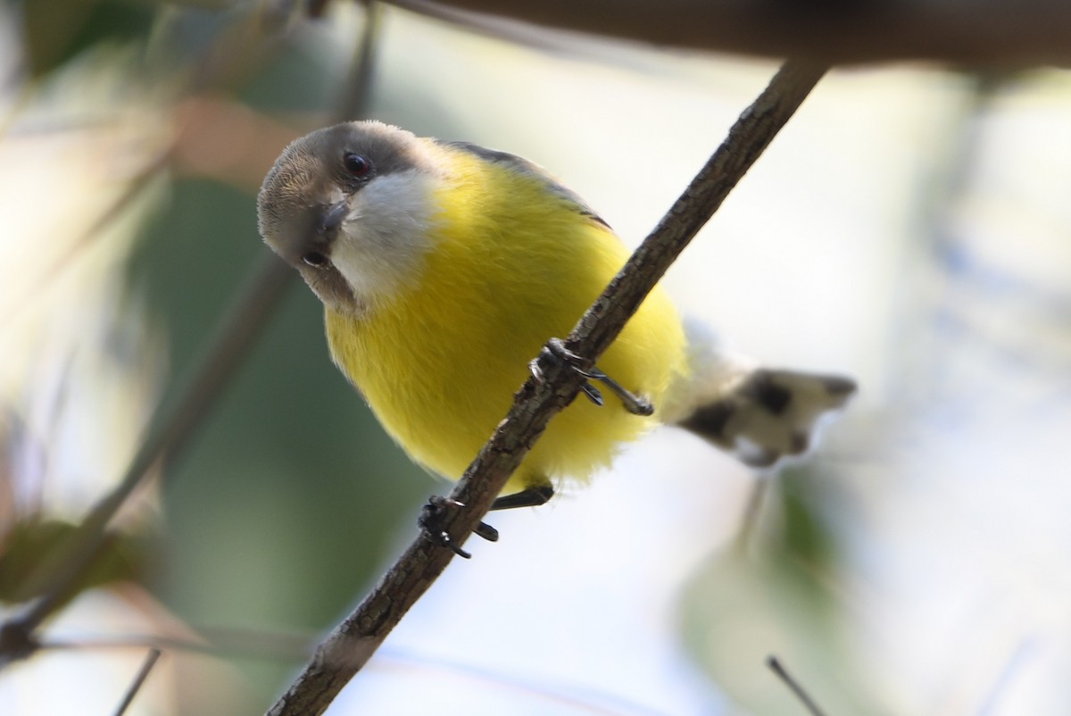 White-throated Gerygone - ML642605331