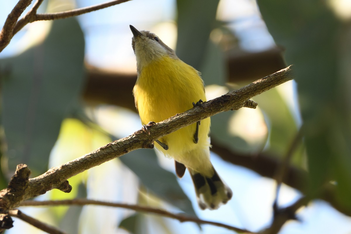 White-throated Gerygone - ML642605339