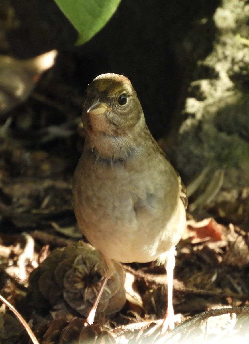 Golden-crowned Sparrow - ML642605340