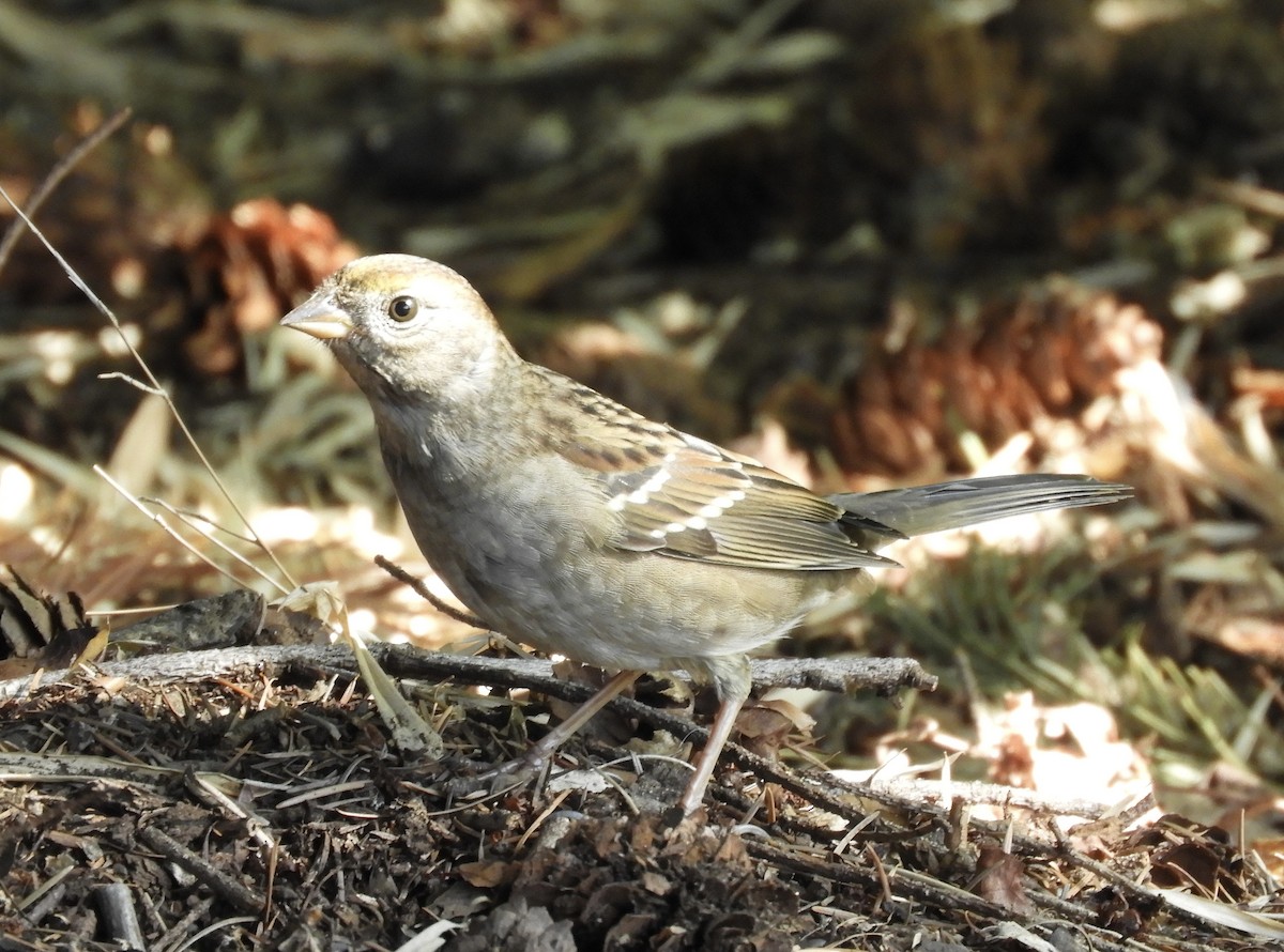 Golden-crowned Sparrow - ML642605341