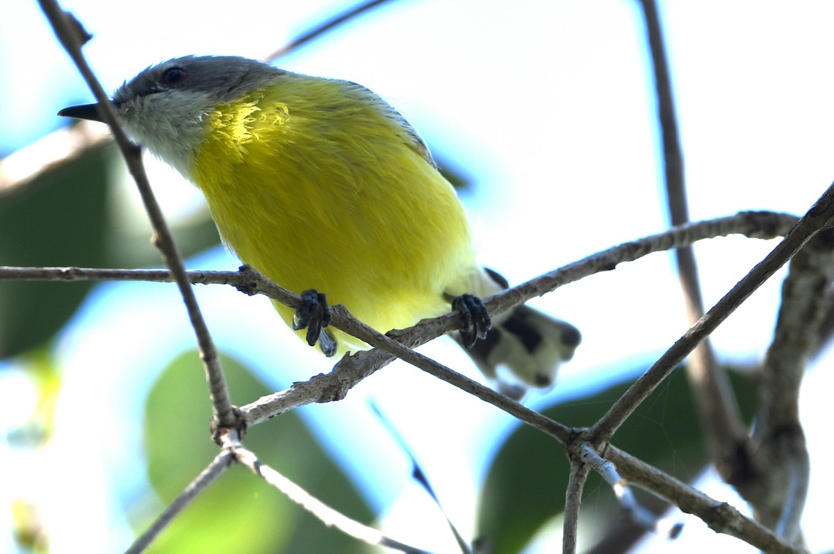 White-throated Gerygone - ML642605342