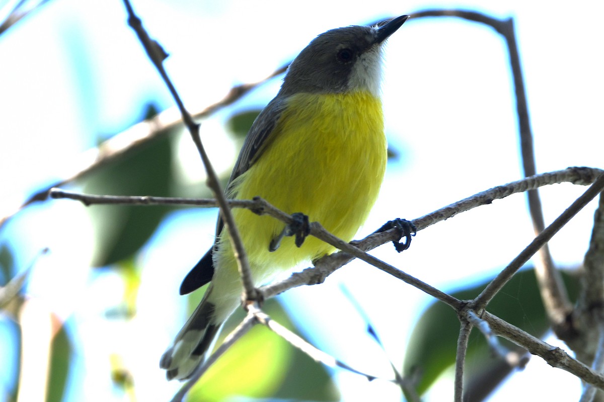 White-throated Gerygone - ML642605344
