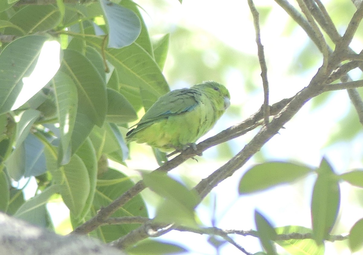 Mexican Parrotlet - ML642605354