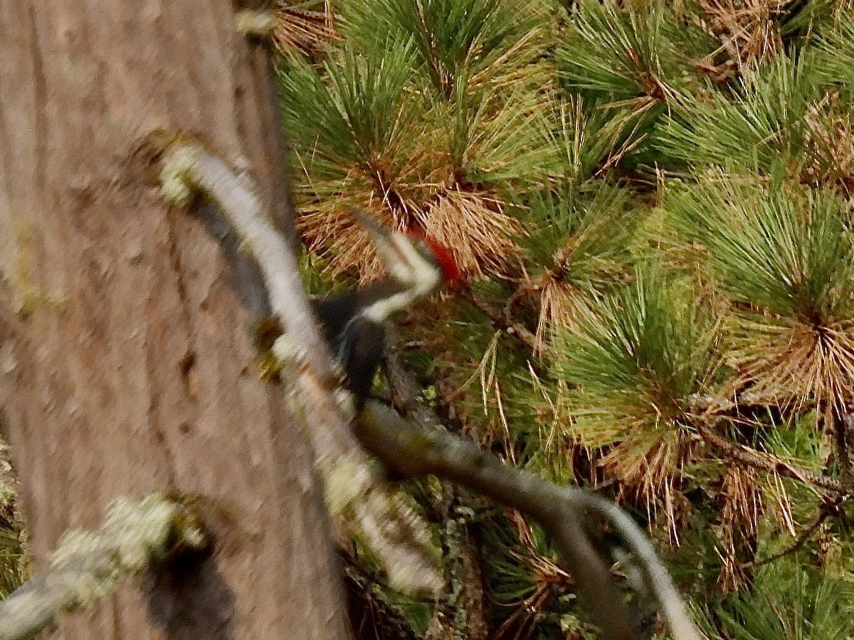 Pileated Woodpecker - ML642605389