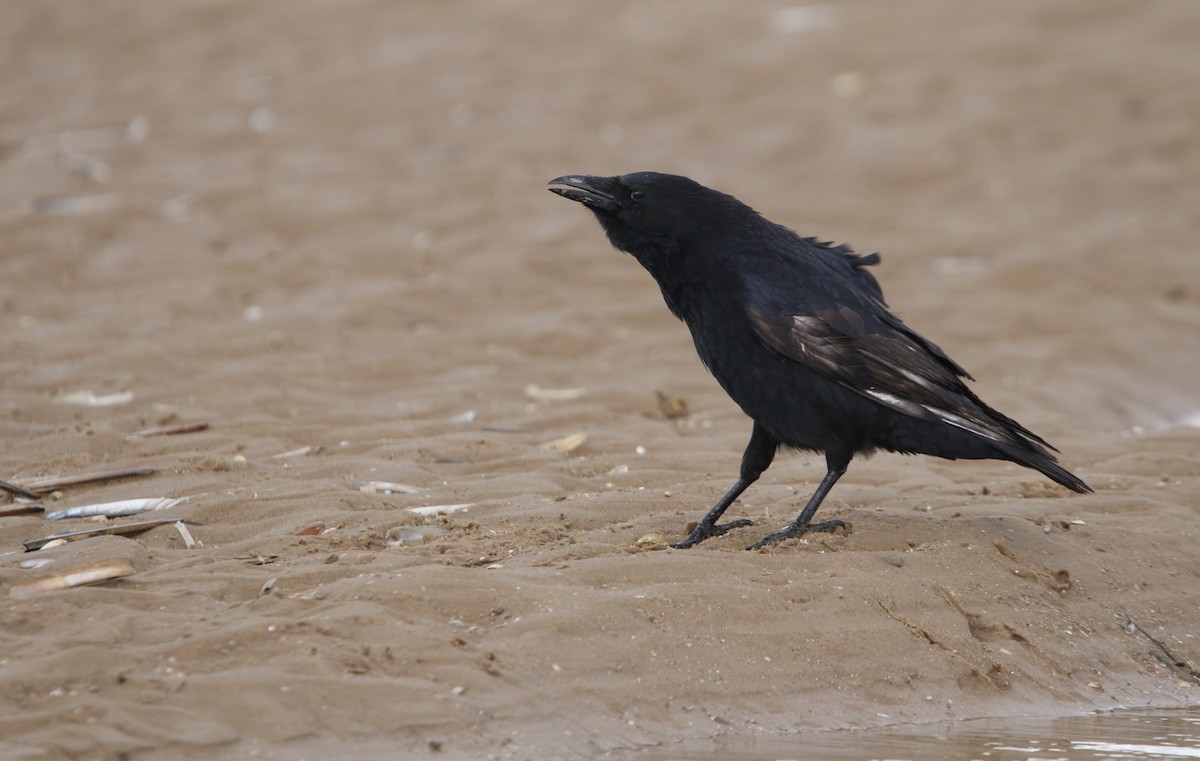 Carrion Crow (Western) - ML642605451