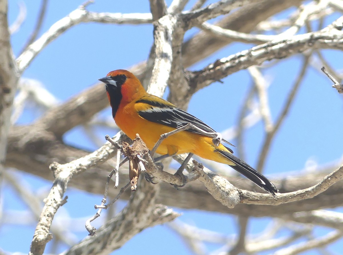 Streak-backed Oriole - ML642605457