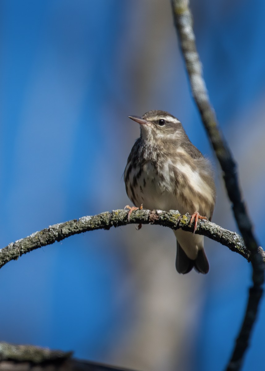Louisiana Waterthrush - ML642605476