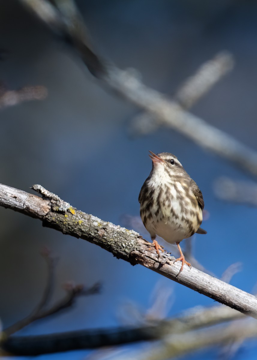 Louisiana Waterthrush - ML642605477