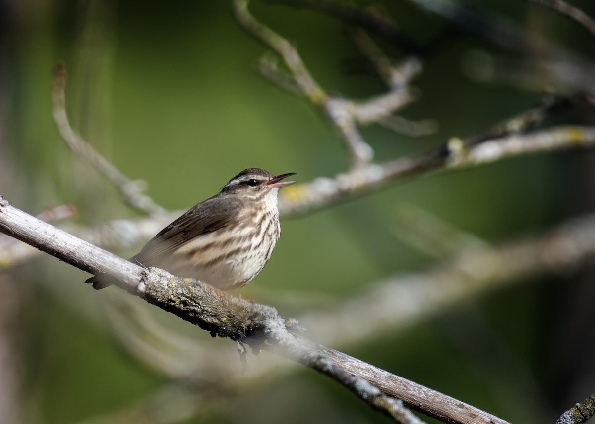 Louisiana Waterthrush - ML642605478