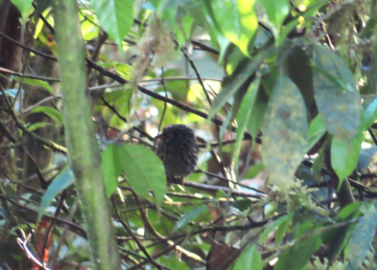 White-chested Puffbird - ML642605486