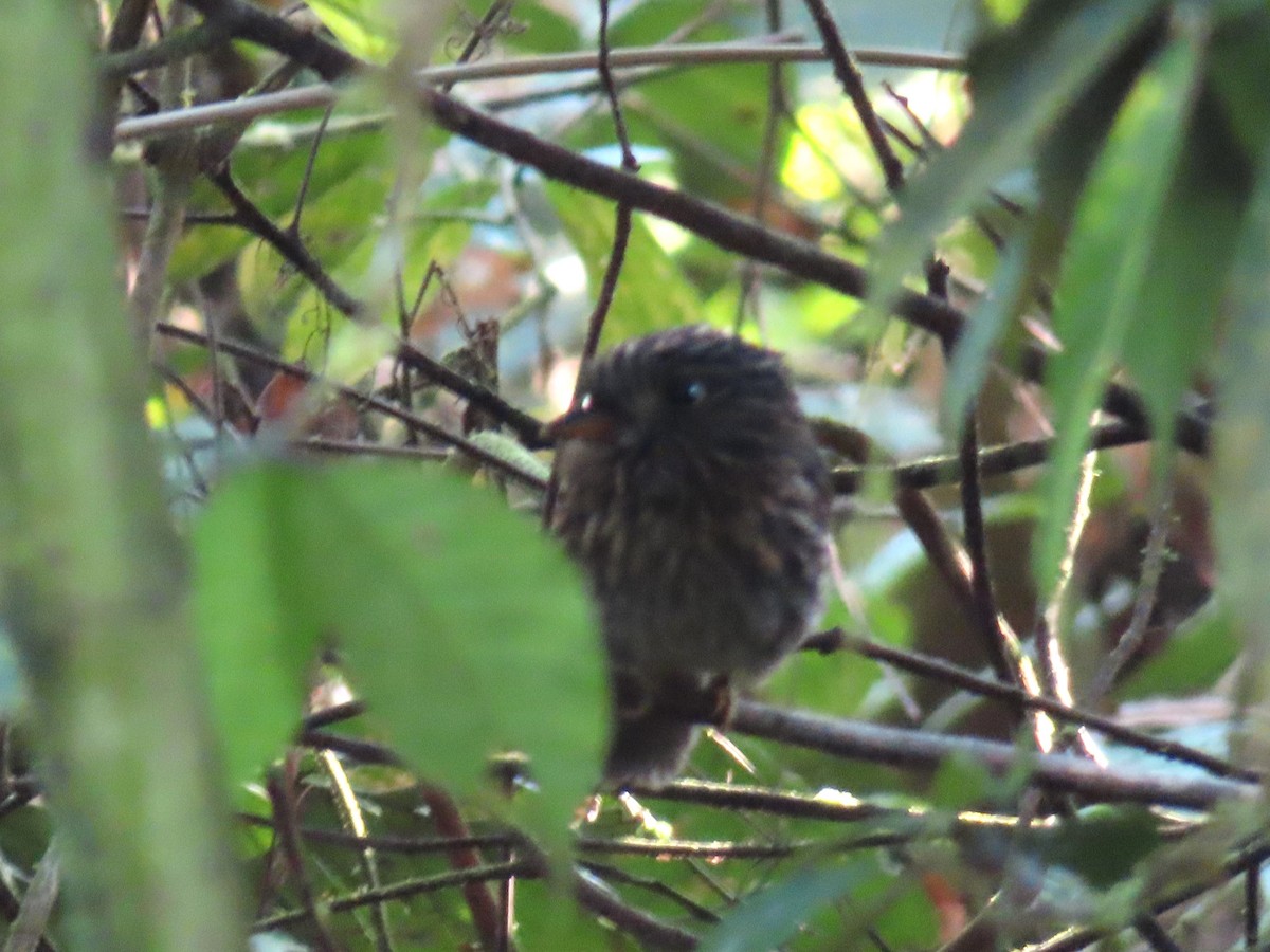 White-chested Puffbird - ML642605489
