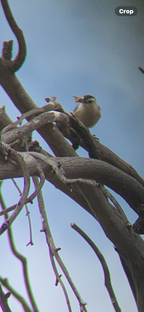 White-breasted Nuthatch - ML642605493