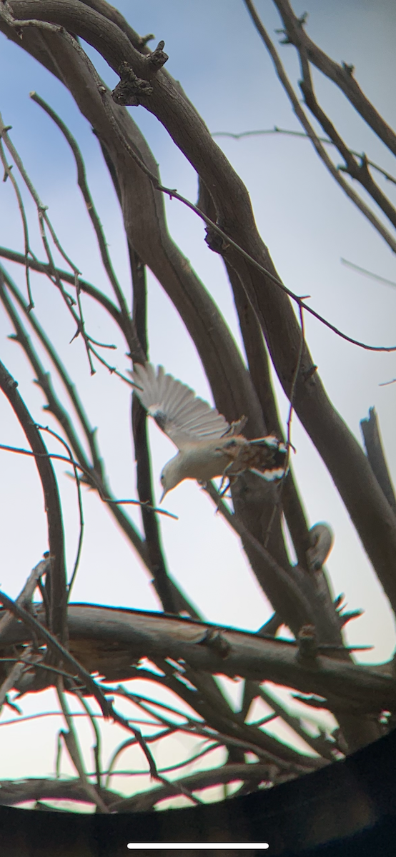 White-breasted Nuthatch - ML642605494