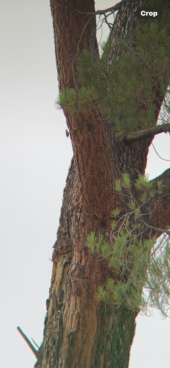 White-breasted Nuthatch - ML642605495