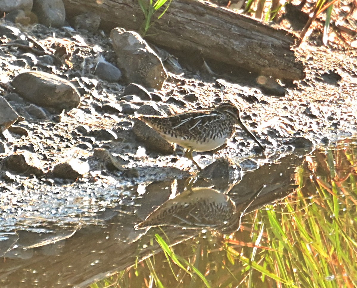 Wilson's Snipe - ML642605500