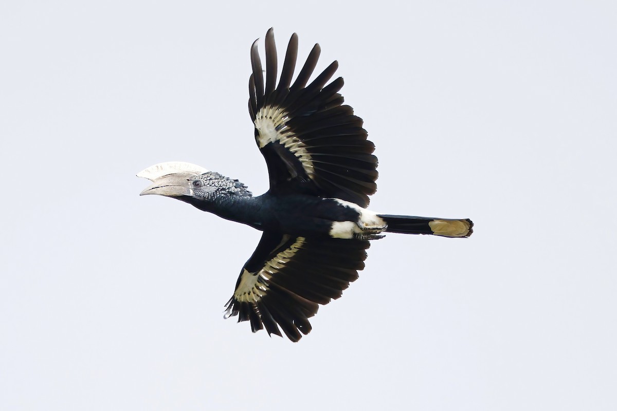 Silberwangen-Hornvogel - ML642605528